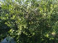 Фотография: Сад/дача, Трест, Социалистическая, 38