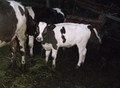 Фотография: продам корову и телку
