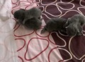 Фотография: Котятки 