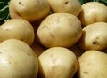 Фотография: Новый урожай овощей с алтайского поля прямым оптом