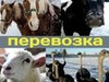 Фотография: Перевозка КРС, скота, домашних животных и т.д