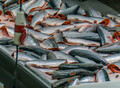 Фотография: Рыбообработчики на Камчатку