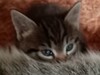 Фотография: сибирские котята