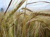 Фотография: Пшеница, рожь