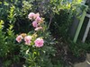 Фотография: Сад/дача, Трест, Социалистическая, 38