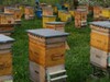 Фотография: Готовый состав для обработки пчелиных ульев на осн