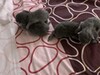 Фотография: Котятки 